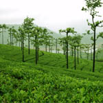 Valparai