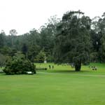 Ooty Botanical Garden