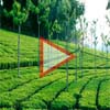 Ooty